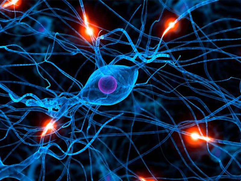 ¿Qué cosas controla el sistema nervioso?