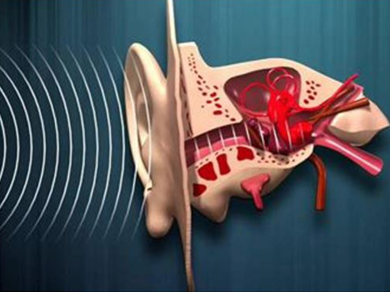 Estudio revela la función de un componente del oído interno