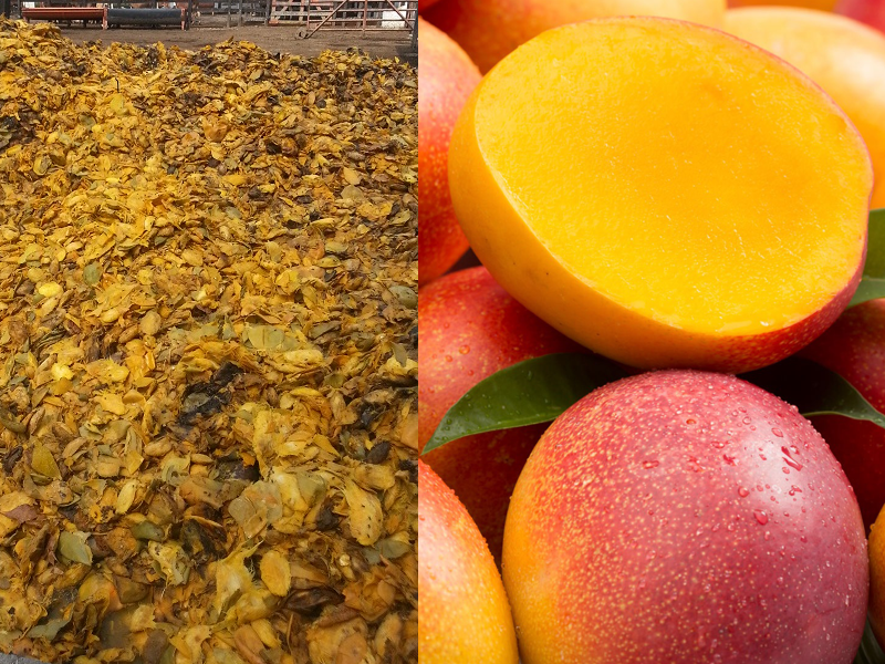 Transforman desperdicio de mango en biopolímero